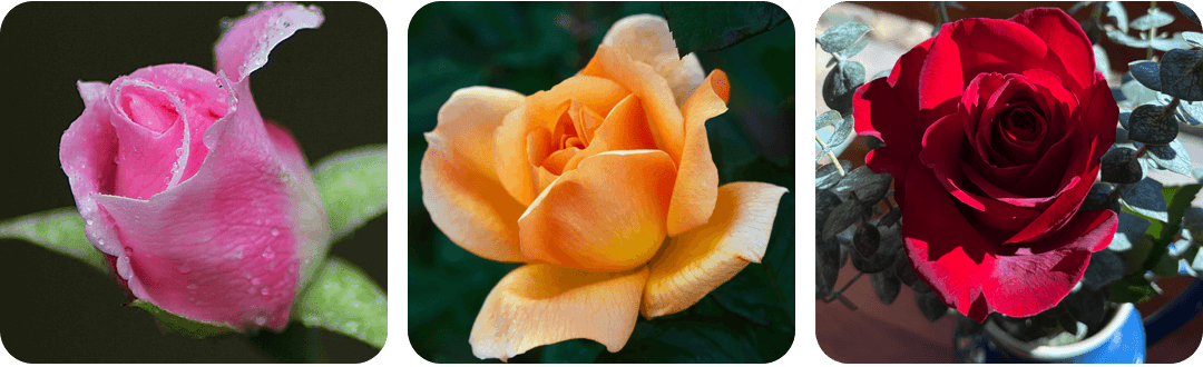3 images of roses